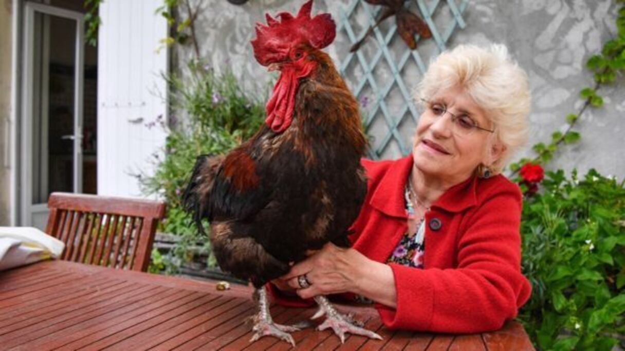 الديك موريس وصاحبته
