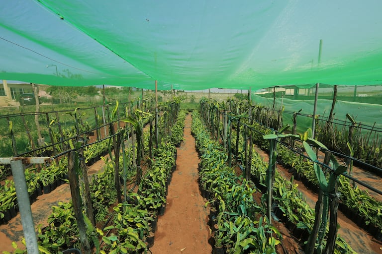 زراعة فاكهة التنين "الدراغون"